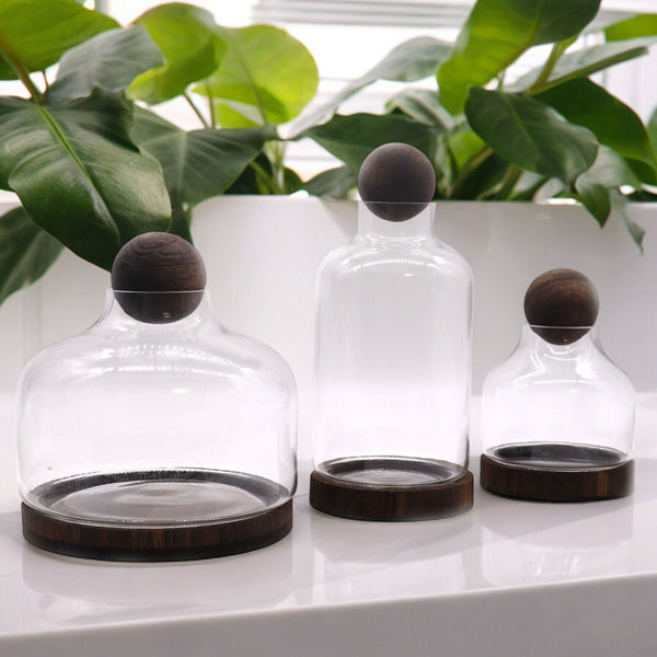 Glass Medium Ball Top Terrarium on Dark Tungwood – front product view of glass terrarium