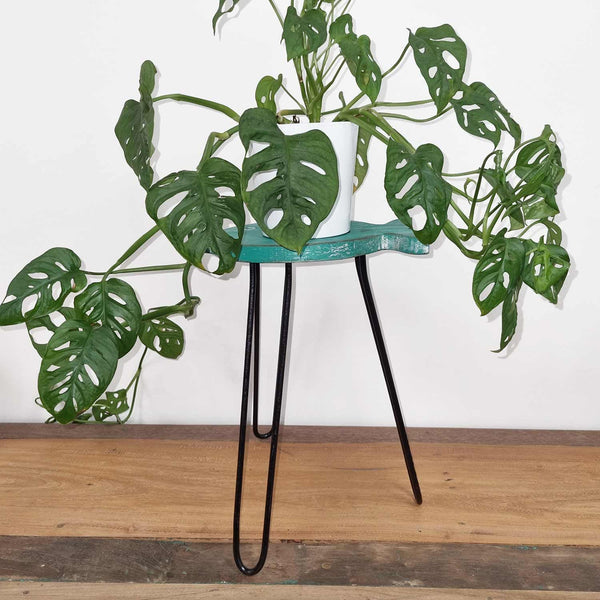 Albasia Wood Fish Stand – Turquoise – front product view of wooden plant stand