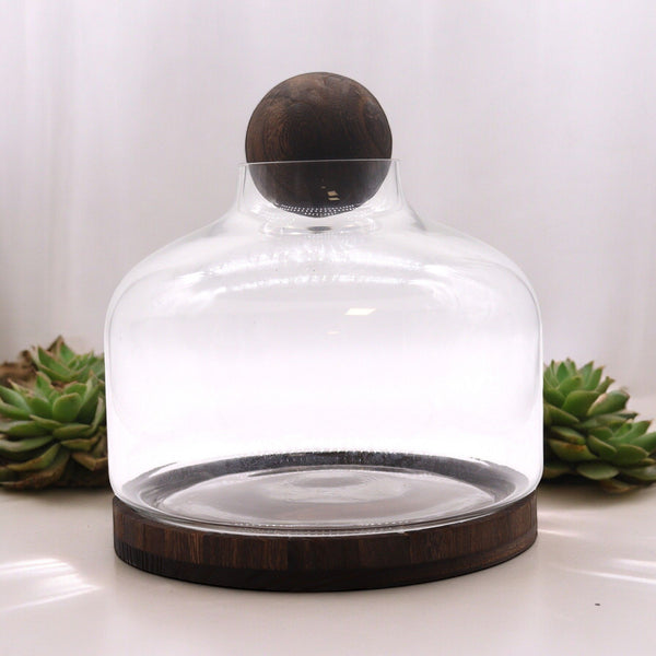Glass Extra Large Ball Top Terrarium on Dark Tungwood – front product view of glass terrarium