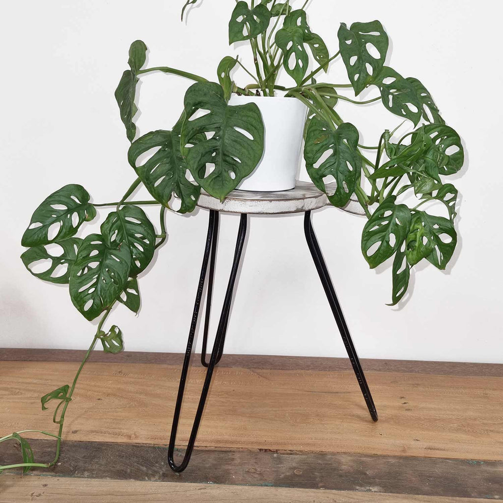 Albasia Wood Fish Stand – Whitewashed – detail view 3 of wooden plant stand