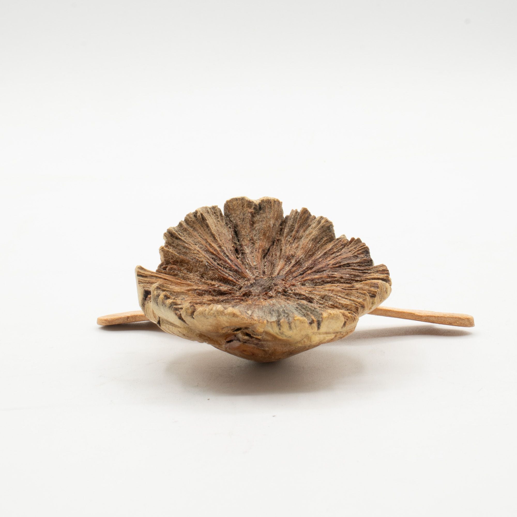 Hand-Carved Parasite Wood Sea Turtle Sculpture – detail view 5