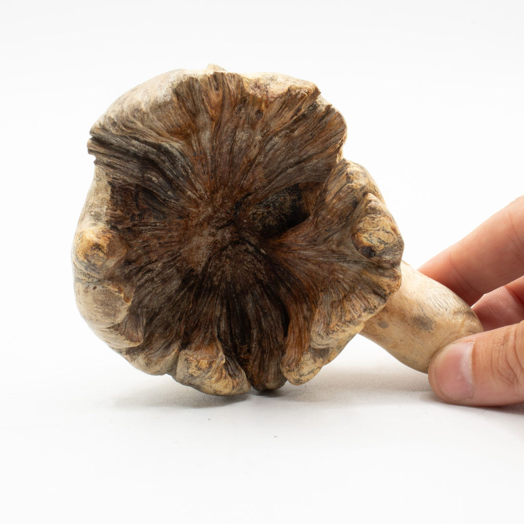 Hand-Carved Parasite Wood Octopus Sculpture – detail view 3